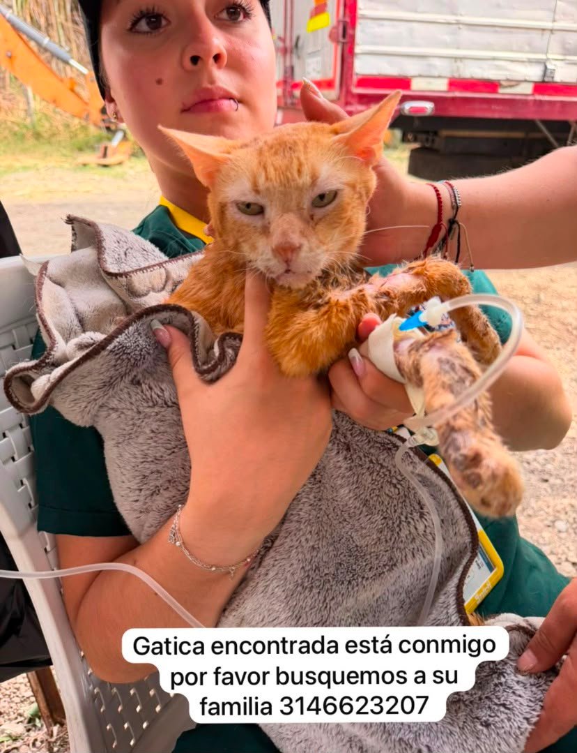 Foto de Gato Criolla