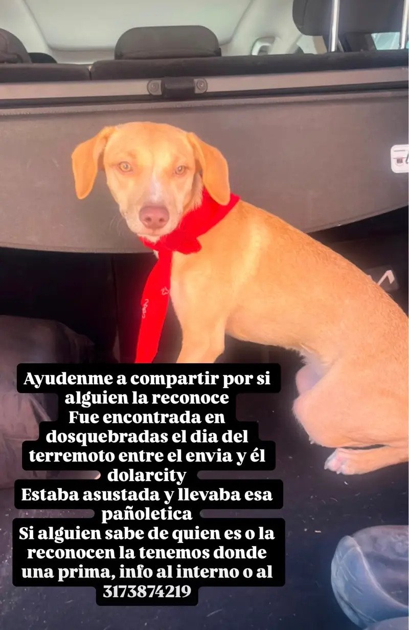 Foto de Perro Criollita
