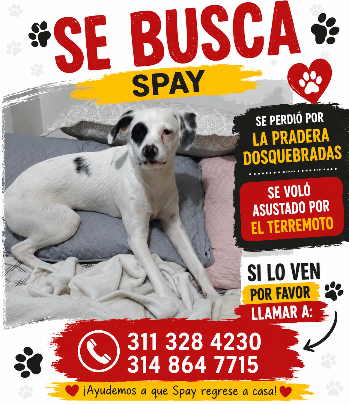 Foto de Spay