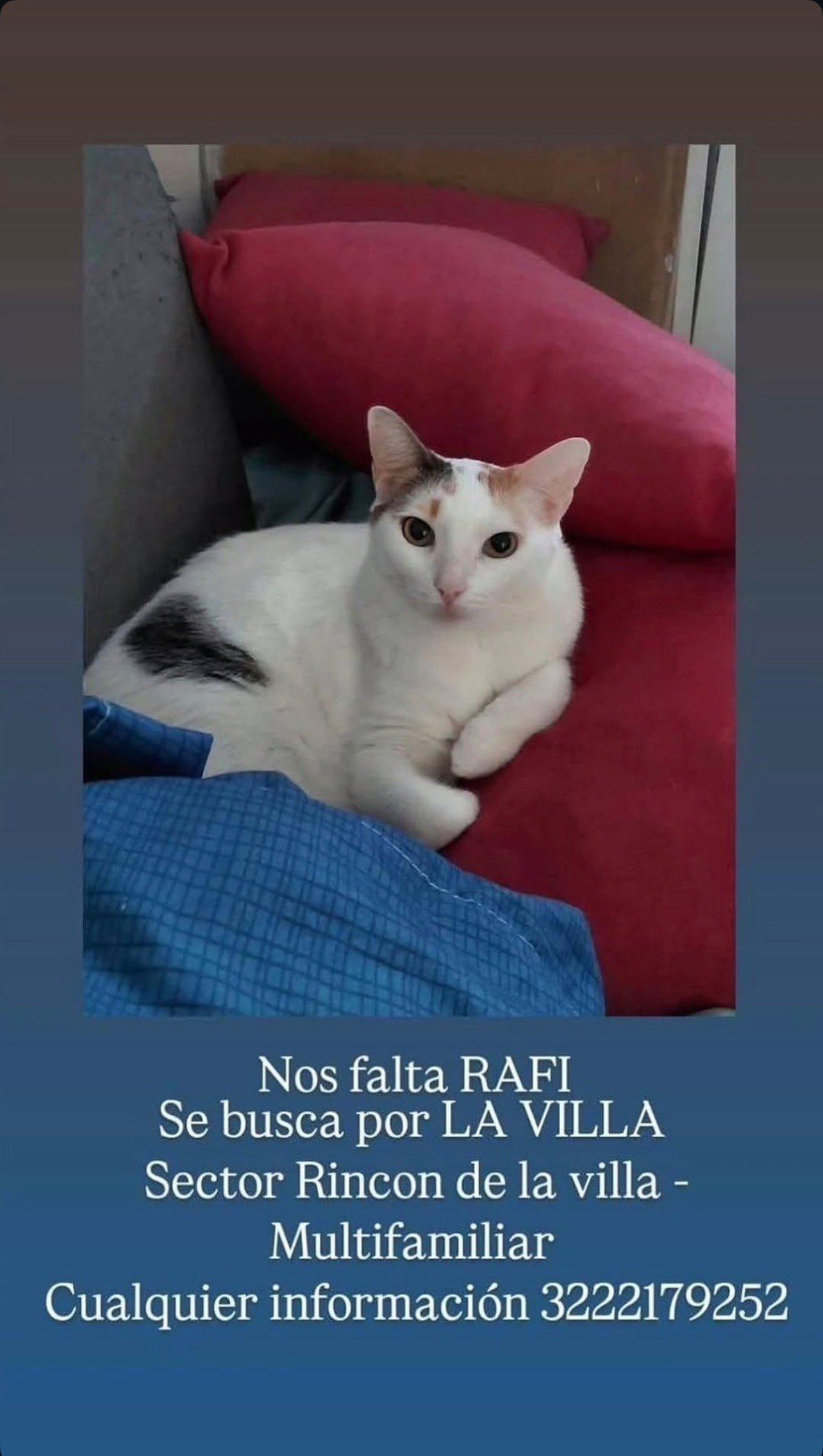 Foto de Rafi