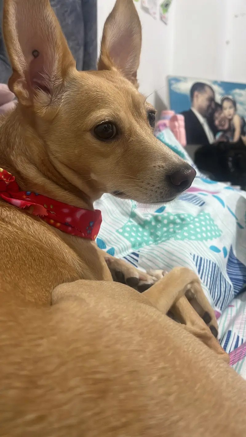 Foto de Nala