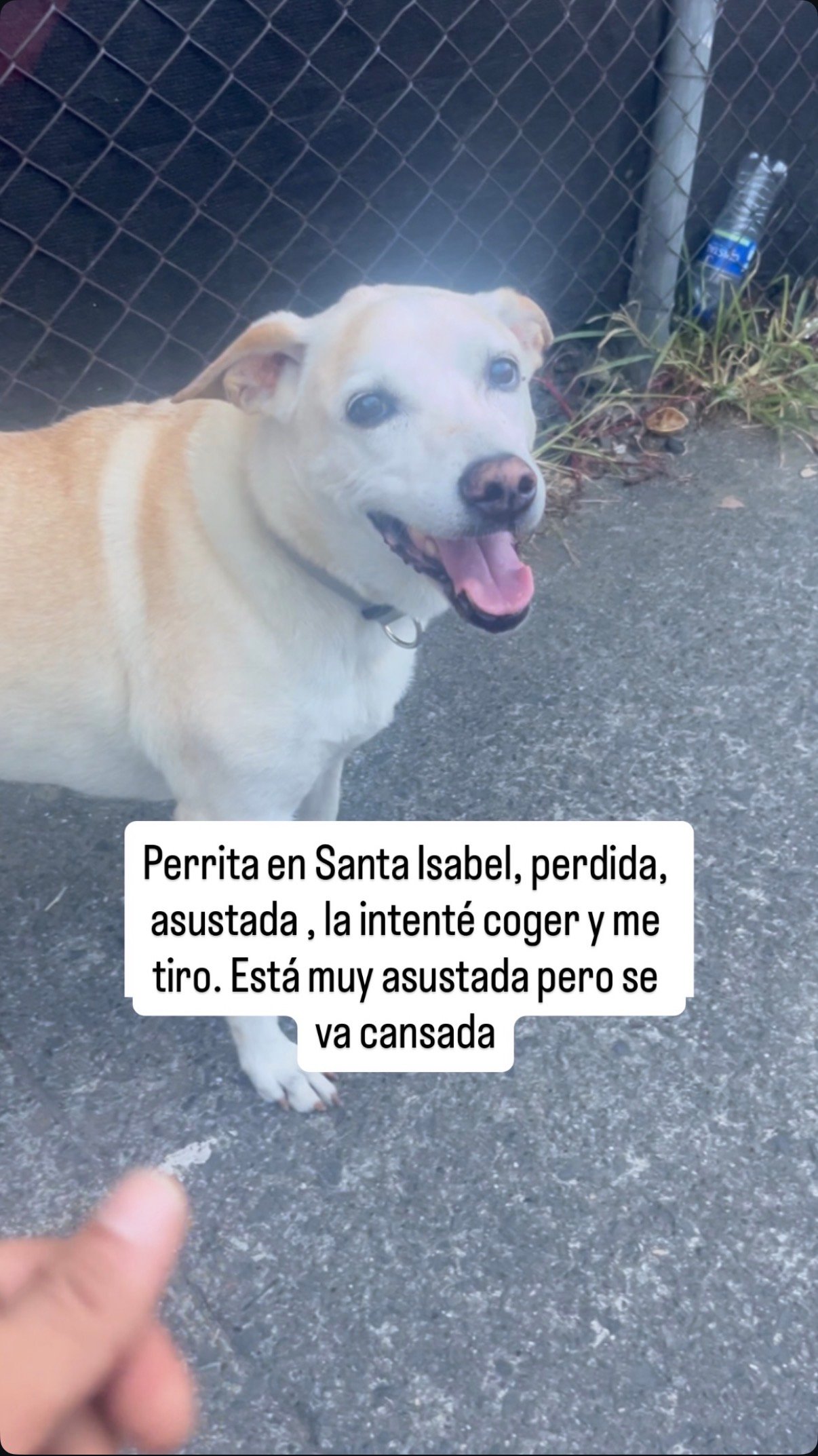 Foto de Perro Criollo