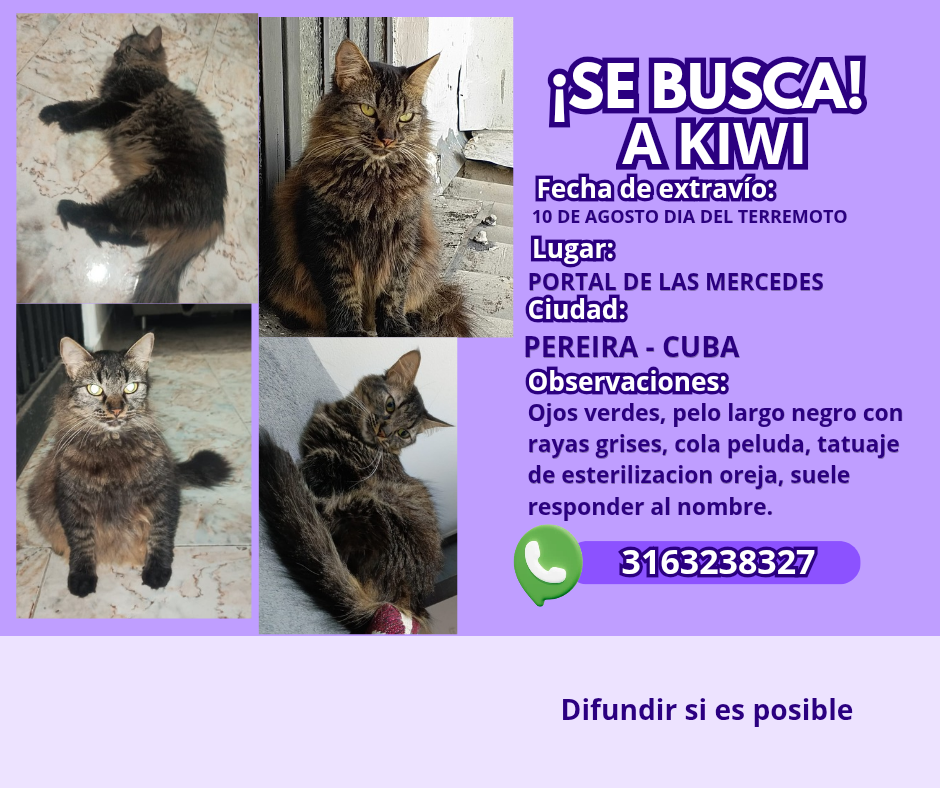 Foto de Kiwi