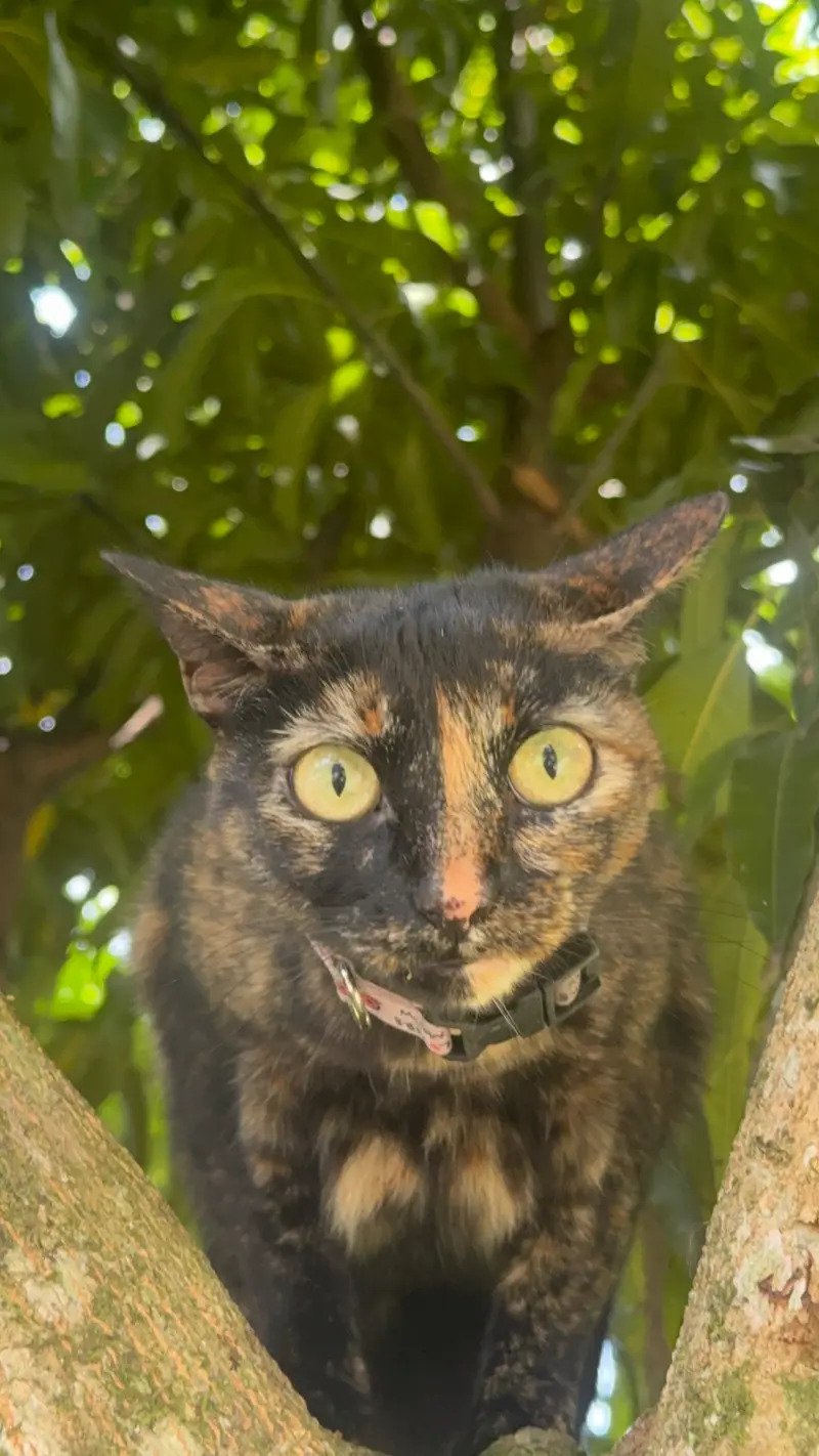 Foto de Gato Criolla?