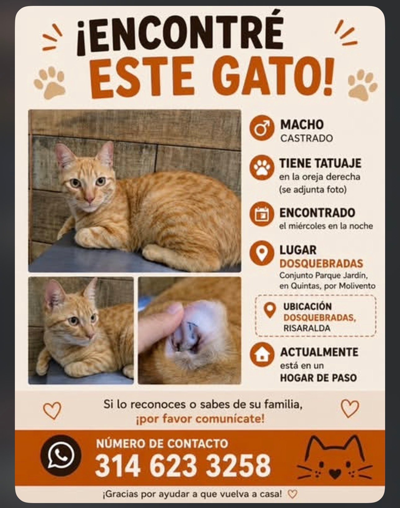 Foto de Gato Criollo