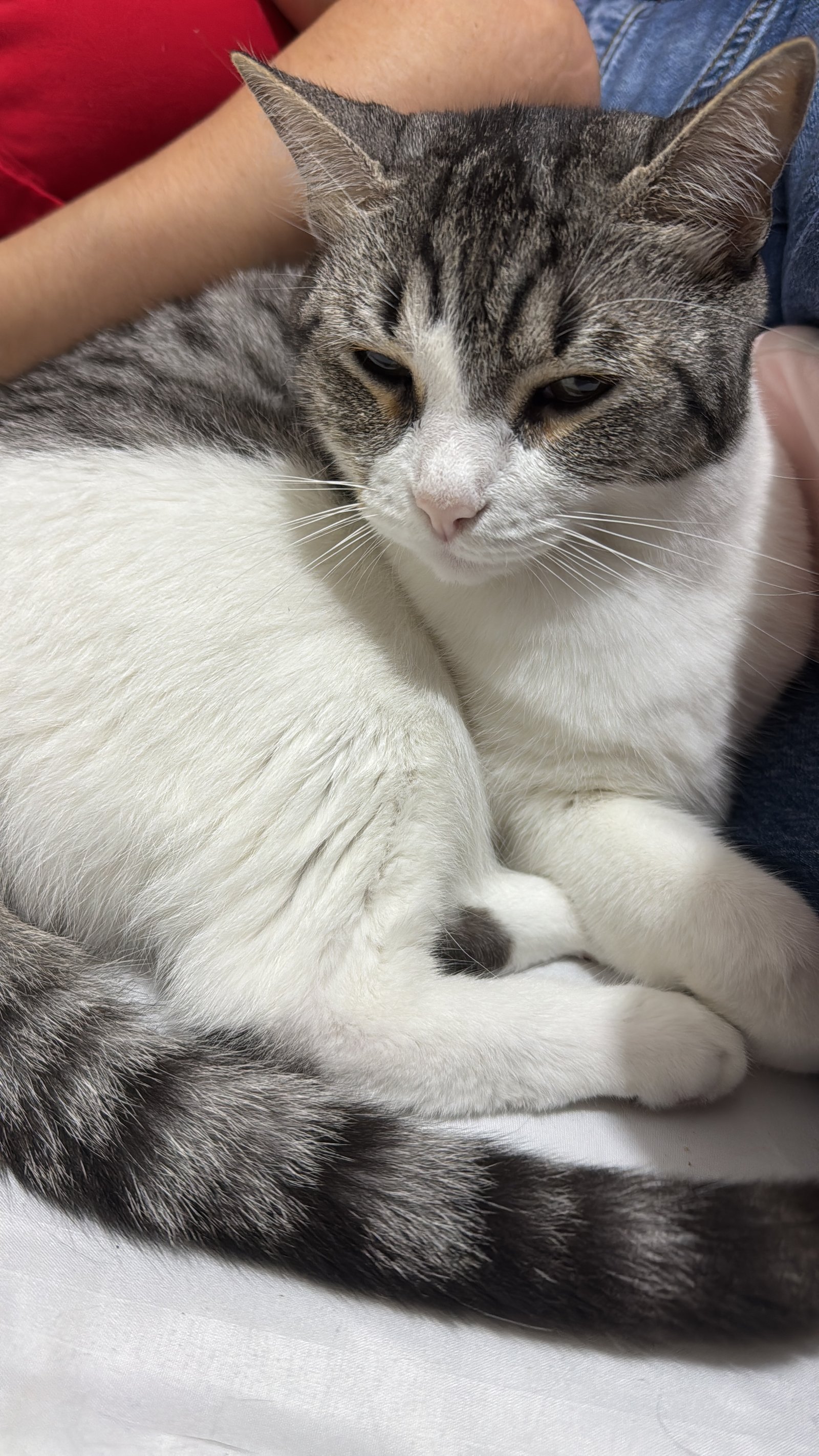 Foto de Catis