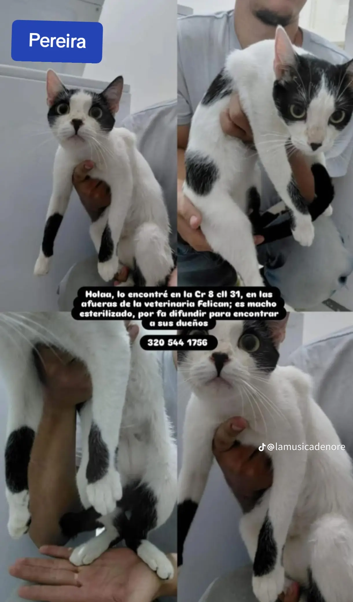 Foto de Gato Criolla