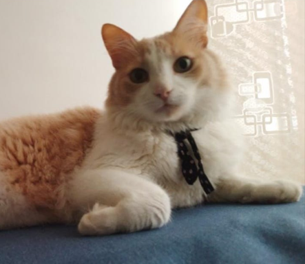 Foto de piña