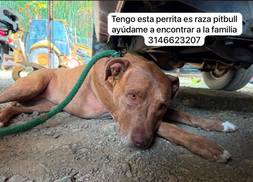Foto de Perro Pitbull