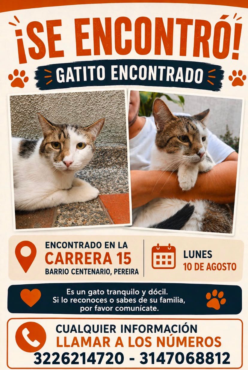 Foto de Gato Criollo