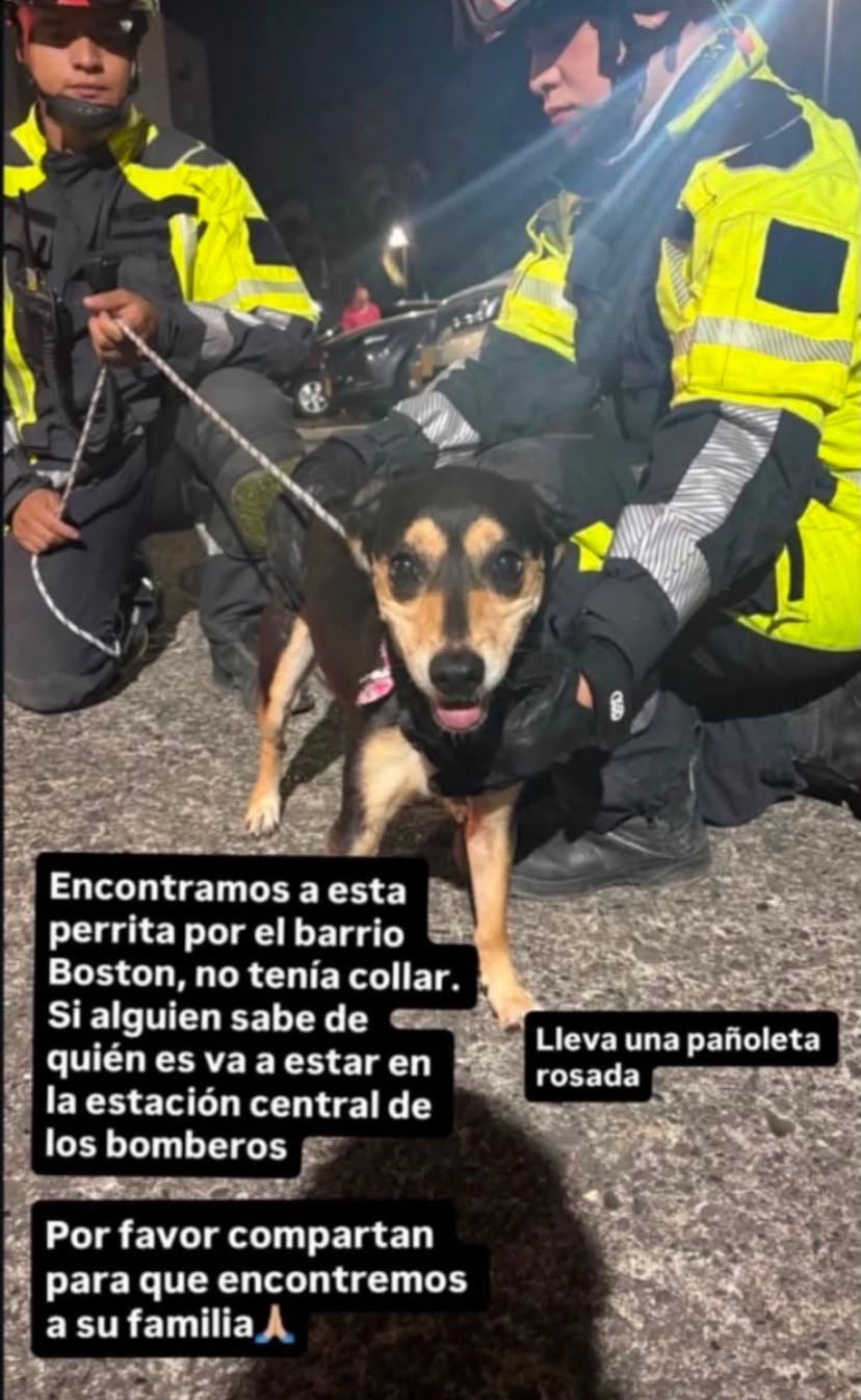 Foto de Perro Criolla