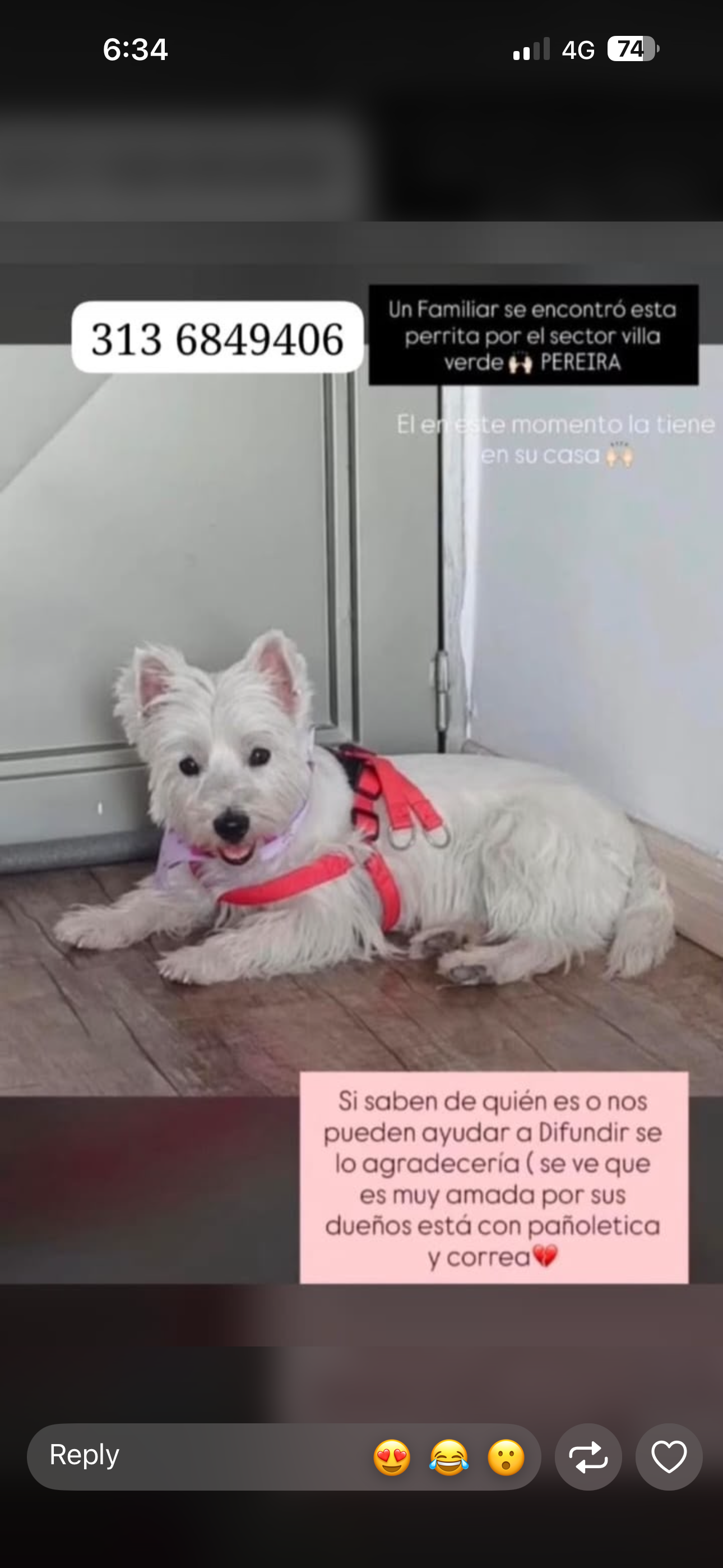 Foto de Perro Criollo