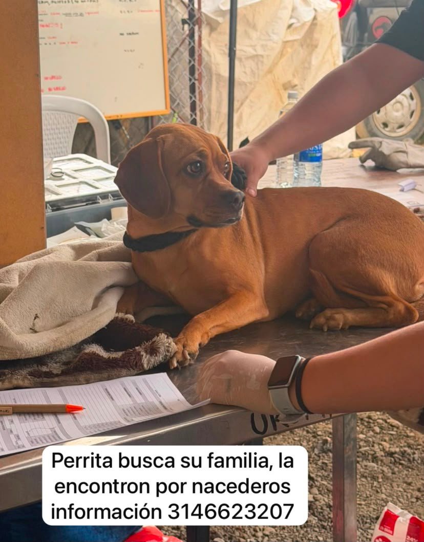 Foto de Perro Criolla