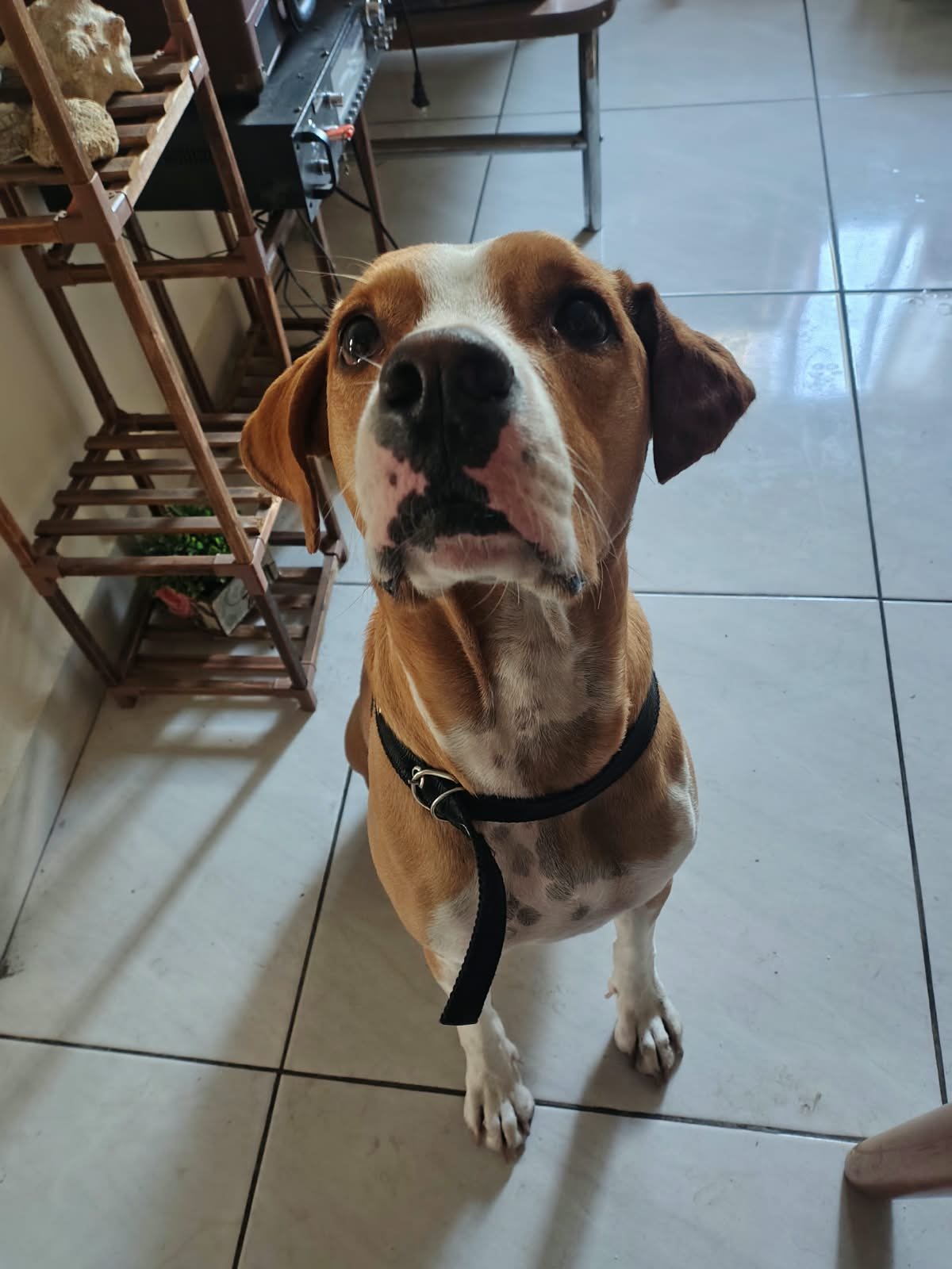 Foto de Perro Criollo
