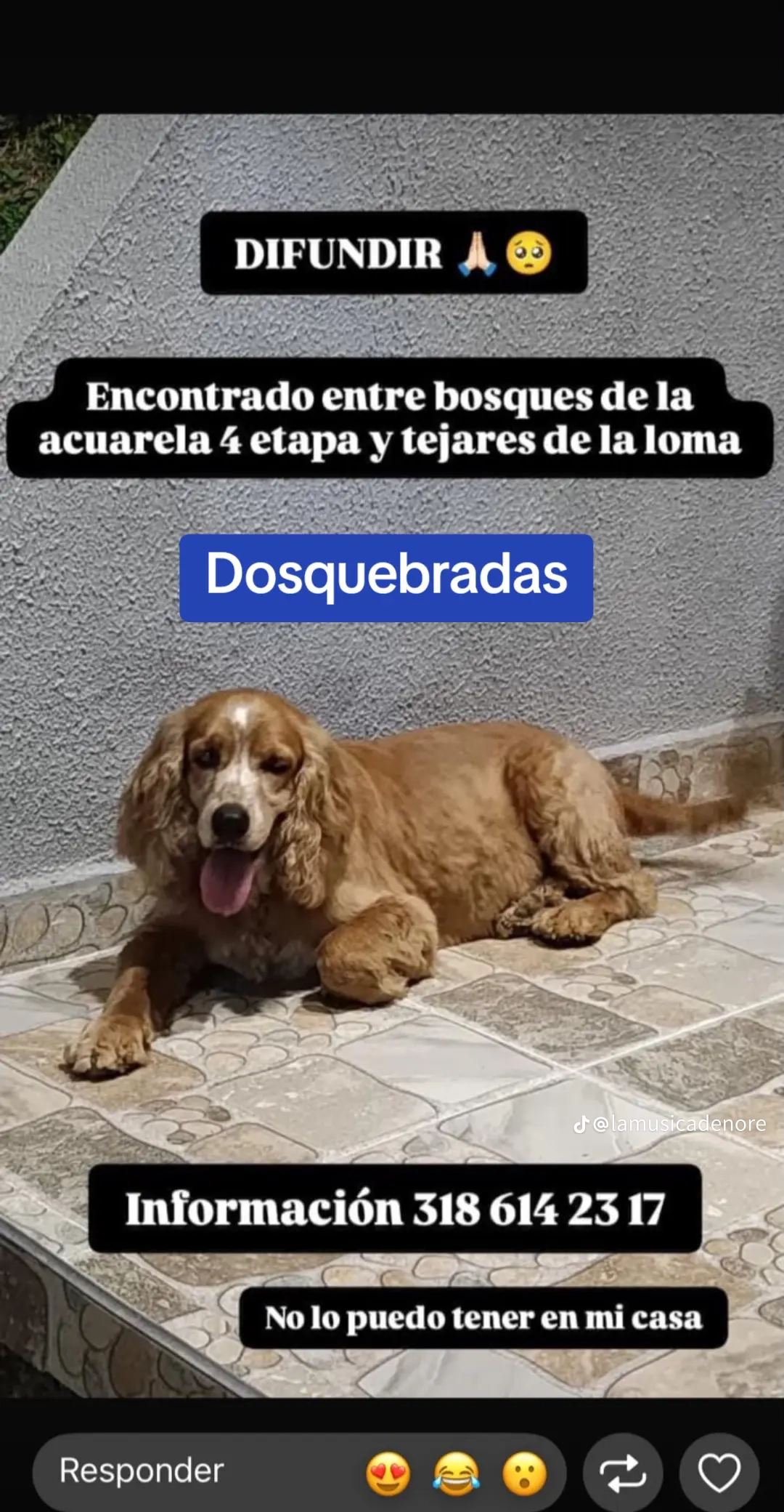Foto de Perro Cocker