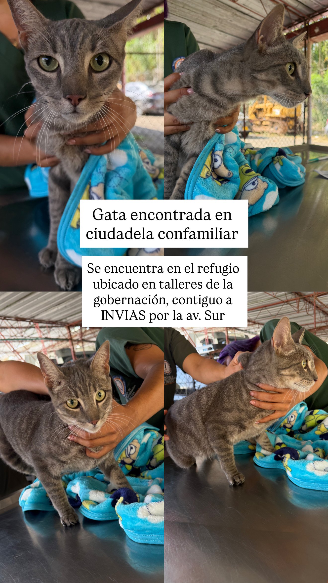 Foto de Gato Mestiza