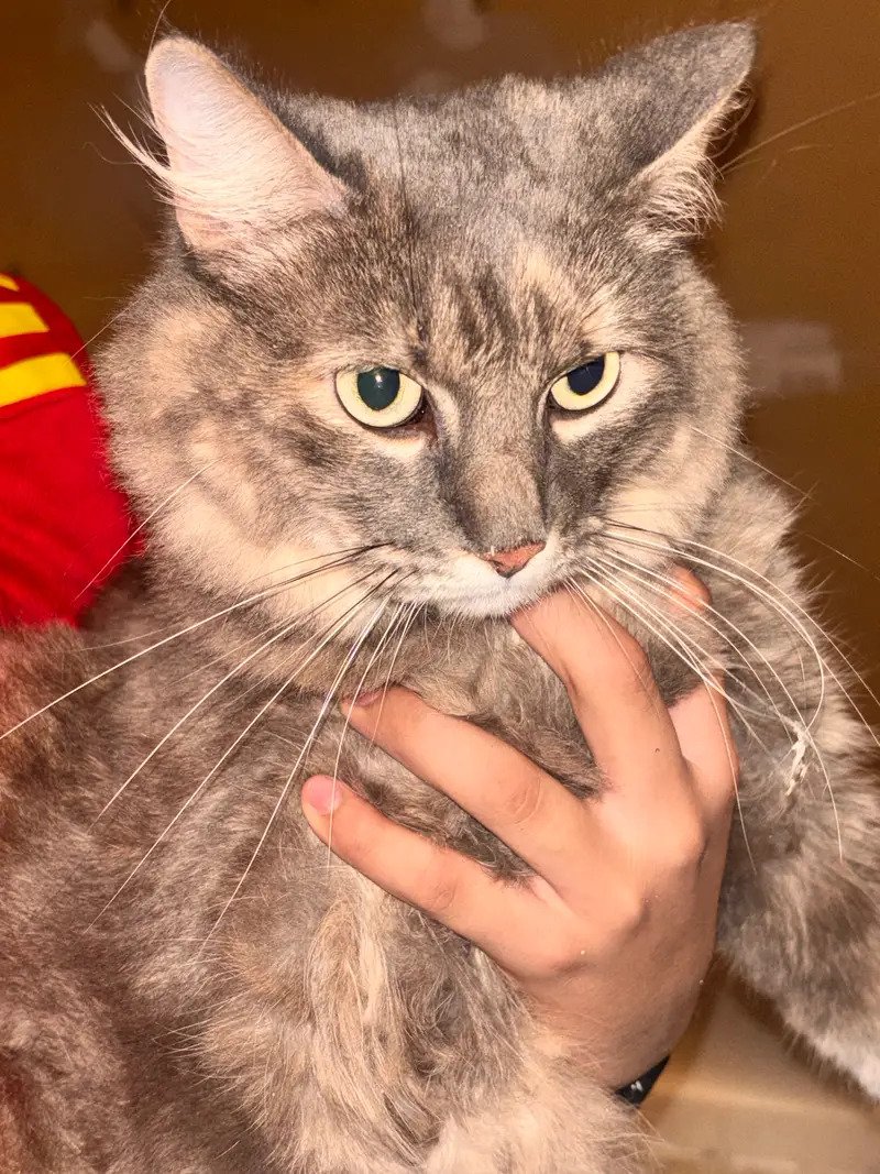 Foto de Gato Criolla