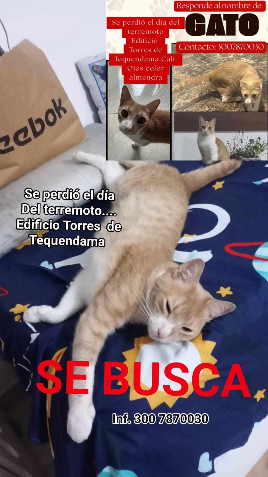 Foto de Responde al nombre de GATO