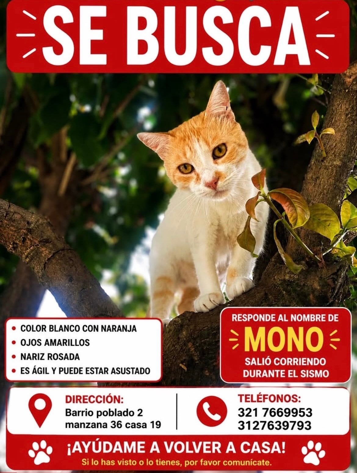 Foto de Mono