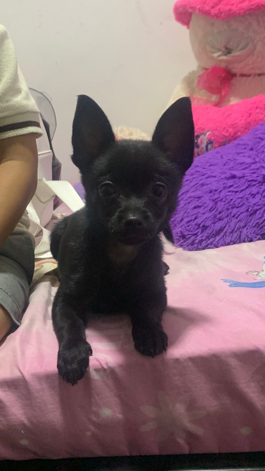 Foto de Perro Criollita