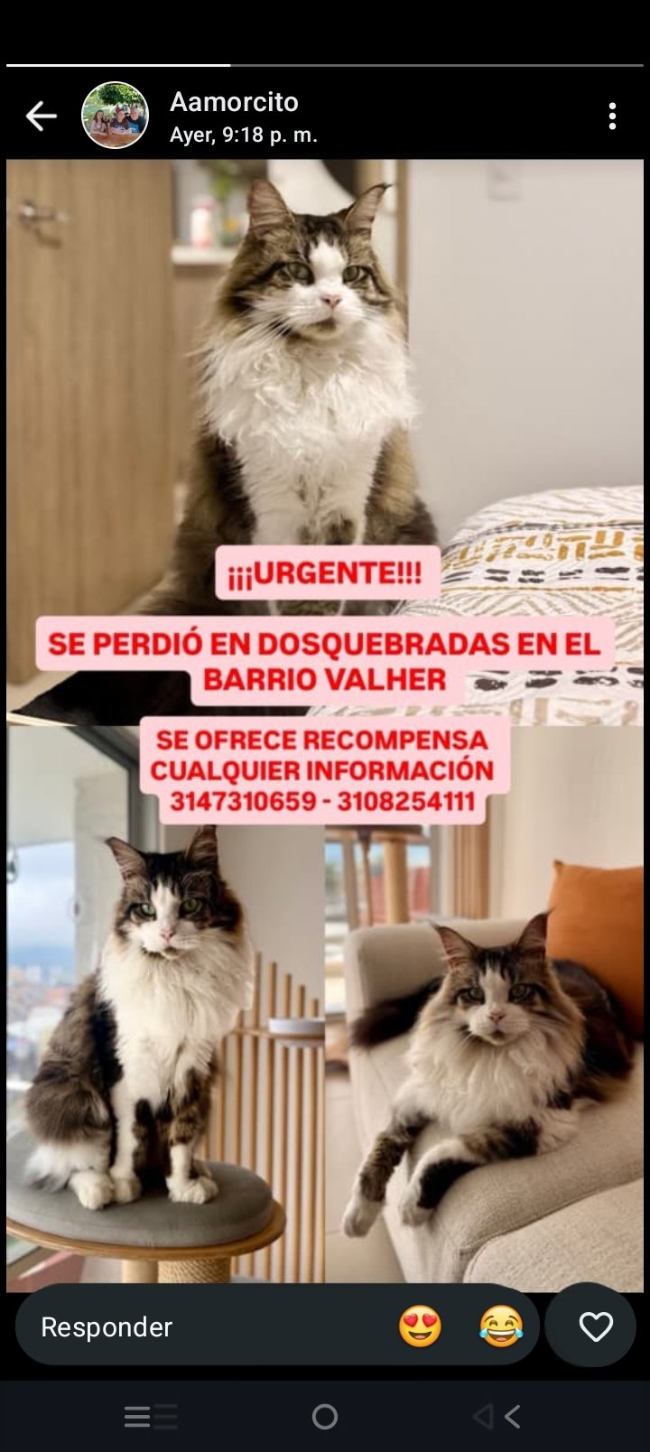 Foto de Gato Mainecoon